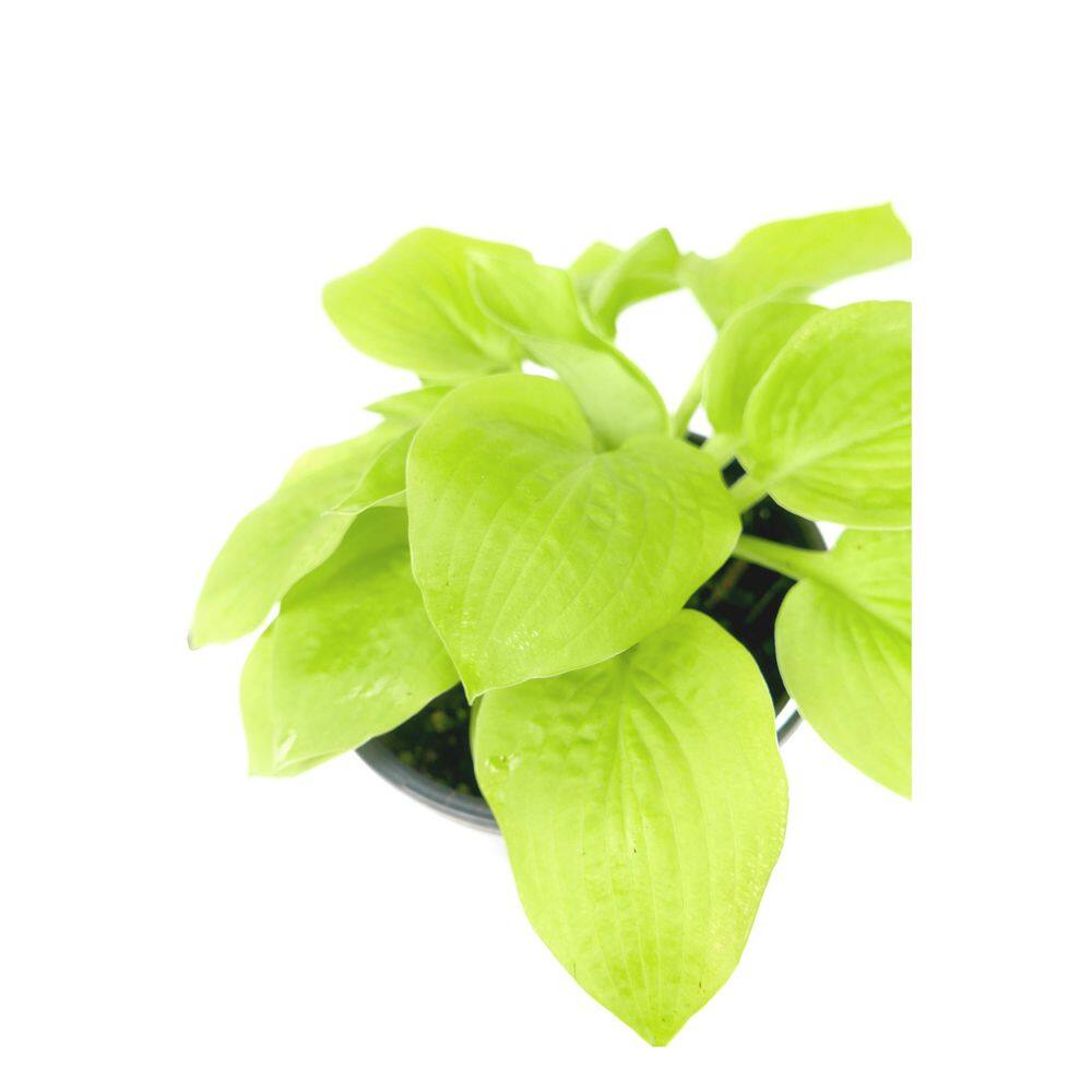 Perennial Hosta Glad Tidings 2.5 qt. (4-Pack) - Hercitys