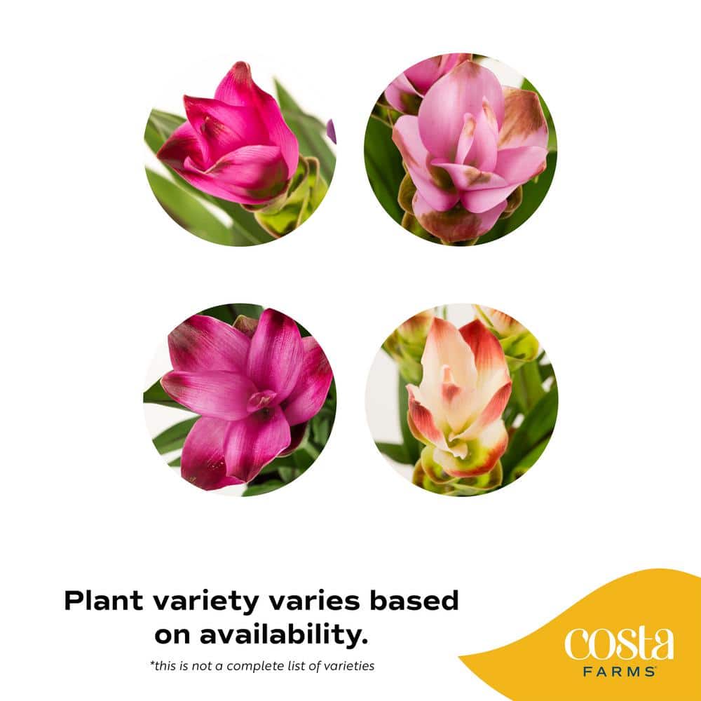 Grower’s Choice Curcuma Outdoor Plant in 3 Qt. Grower Pot, Avg. Shipping Height 1-2 ft. Tall - Hercitys