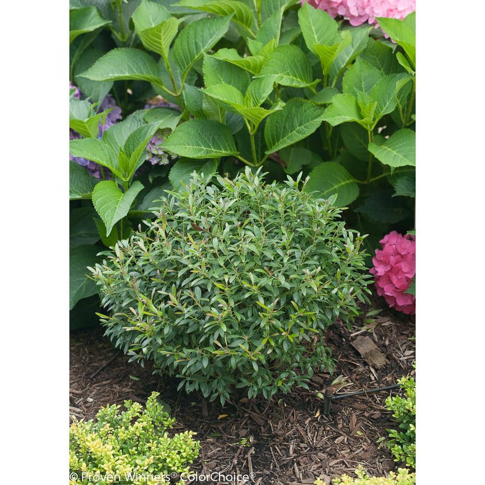Gem Box Inkberry Holly (Ilex) Live Shrub, Green Foliage, 4.5 in. Qt. - Hercitys
