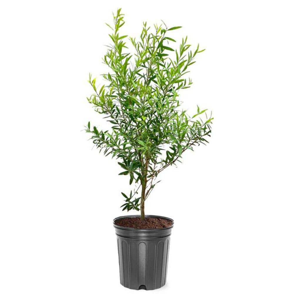 7 Gal. Red Bottlebrush Flowering Deciduous Tree with Red Flowers - Hercitys