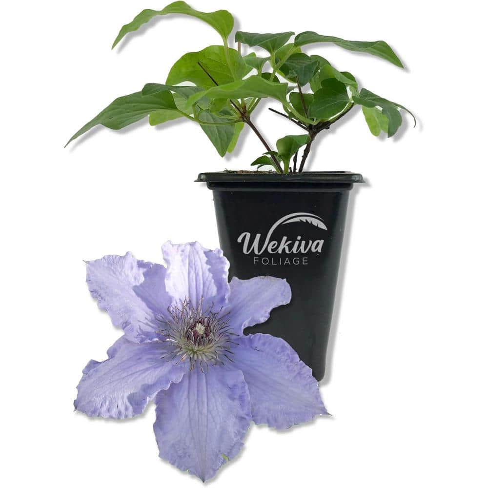Clematis Blue Angel-Live Starter Plant in a 2 Inch Growers Pot-Starter Plants Ready for The Garden - Hercitys