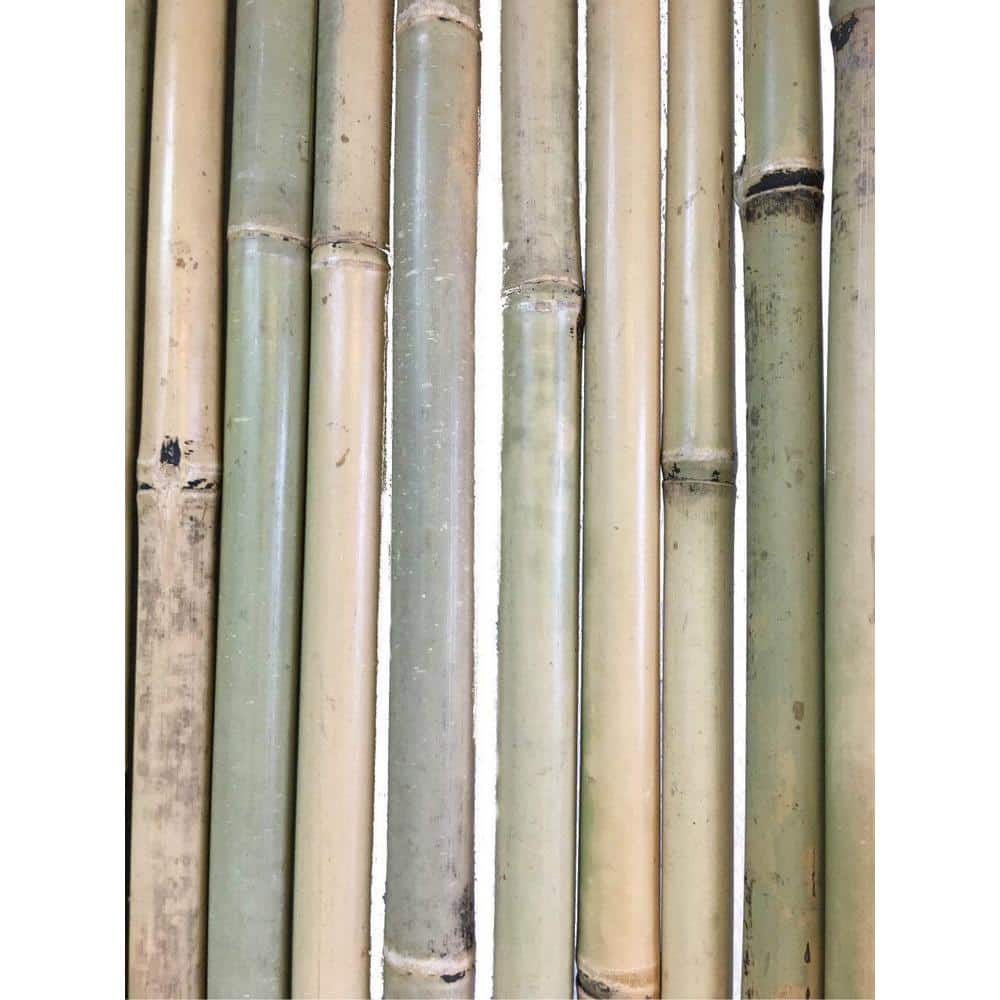 Tonkin 6 ft. H x 8 ft. L Bamboo Fence - Hercitys