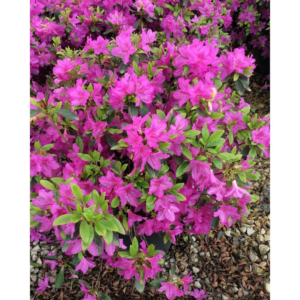 Azalea Karen Plant - Hercitys