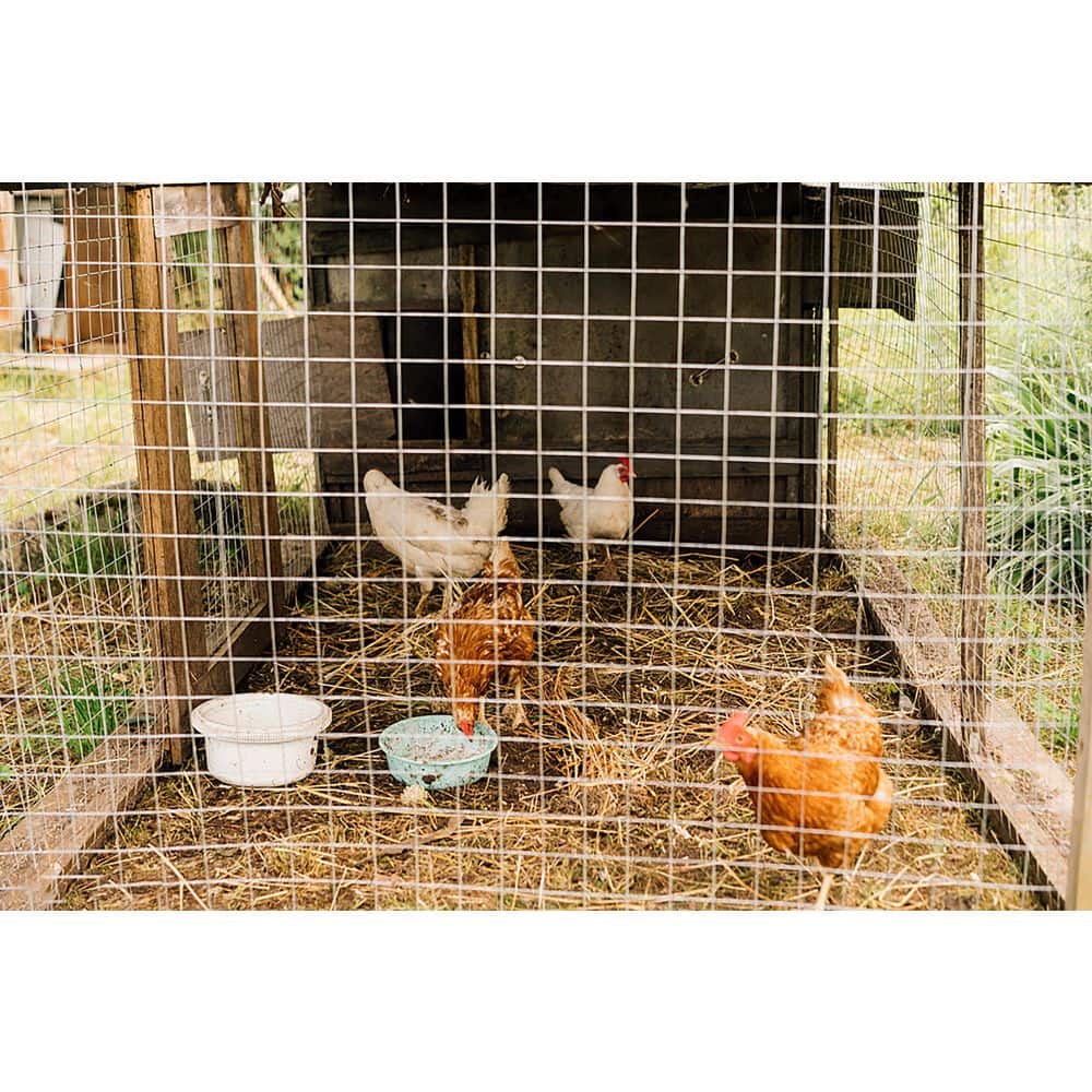 Hardware Cloth 1/4 in. 3 ft. x 50 ft. Galvanized Wire Fence, 48 in. H Garden Fence Welded Metal Wire Fencing Roll - Hercitys