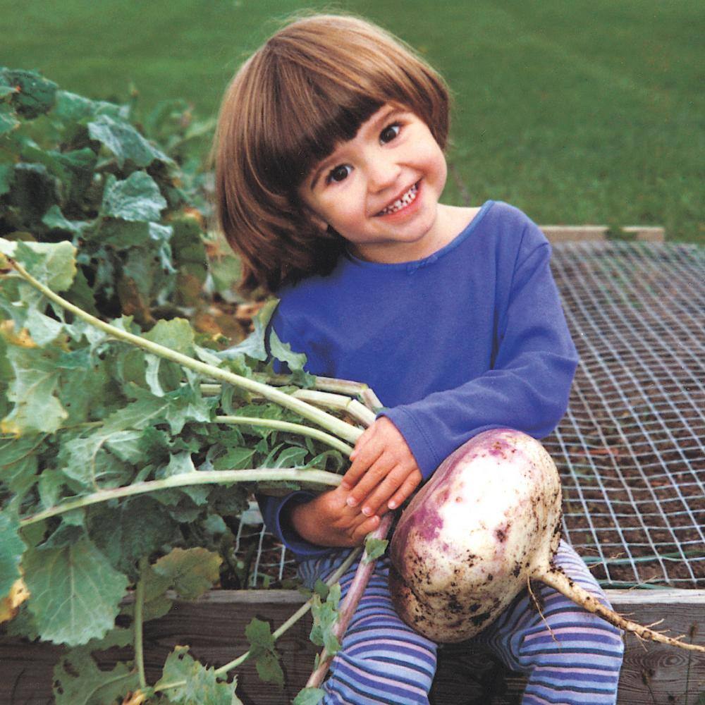 Turnip Purple Top White Globe 15 ft. Seed Tape - Hercitys