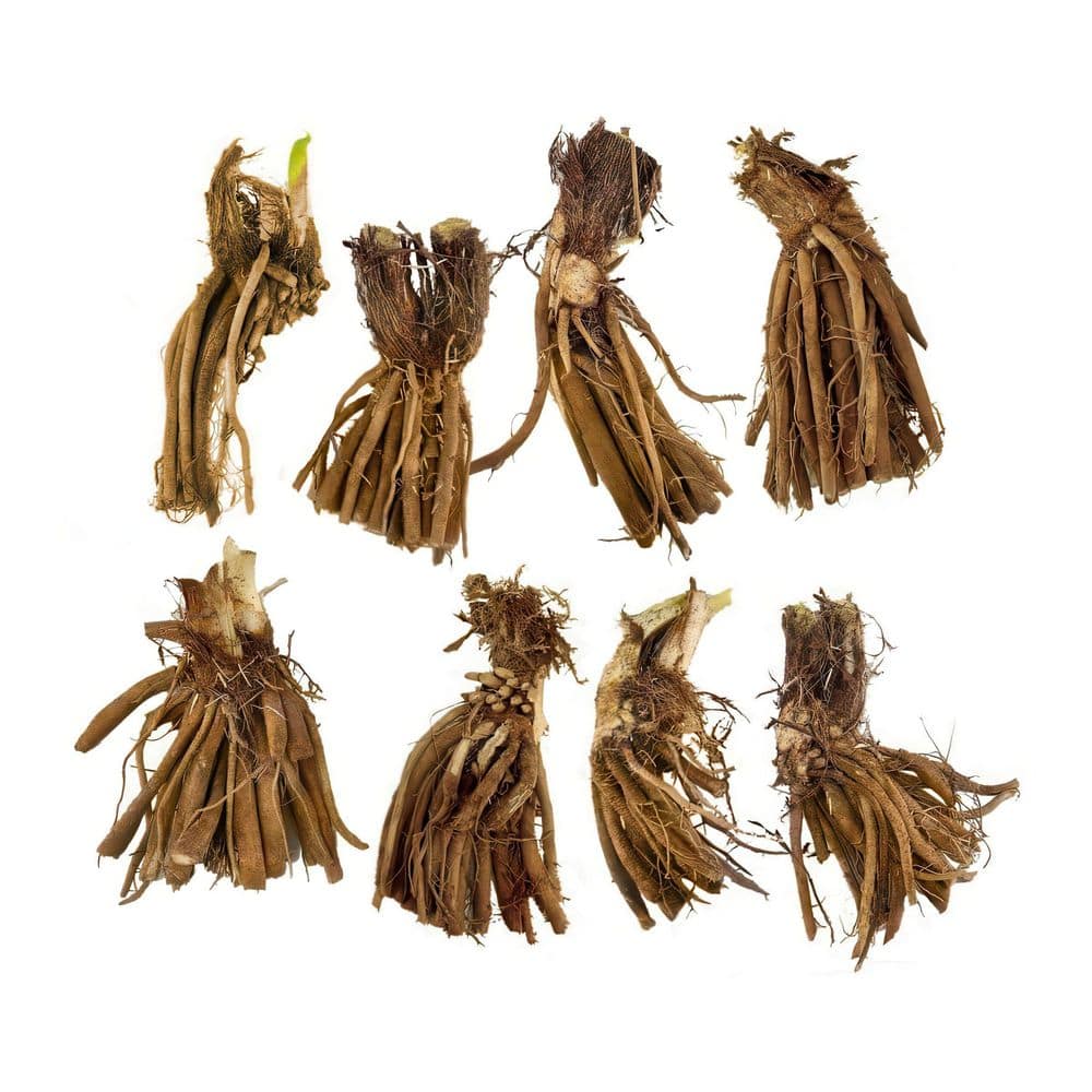 Bare Root Daylily Masterpiece Collection (8-Pack) - Hercitys