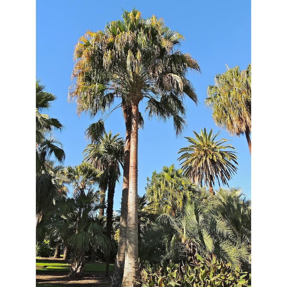 Carnavon Gorge Palm-Live Plant in a 10 in. Growers Pot-Livistona Nitida-Rare Ornamental Palm Tree of Florida - Hercitys