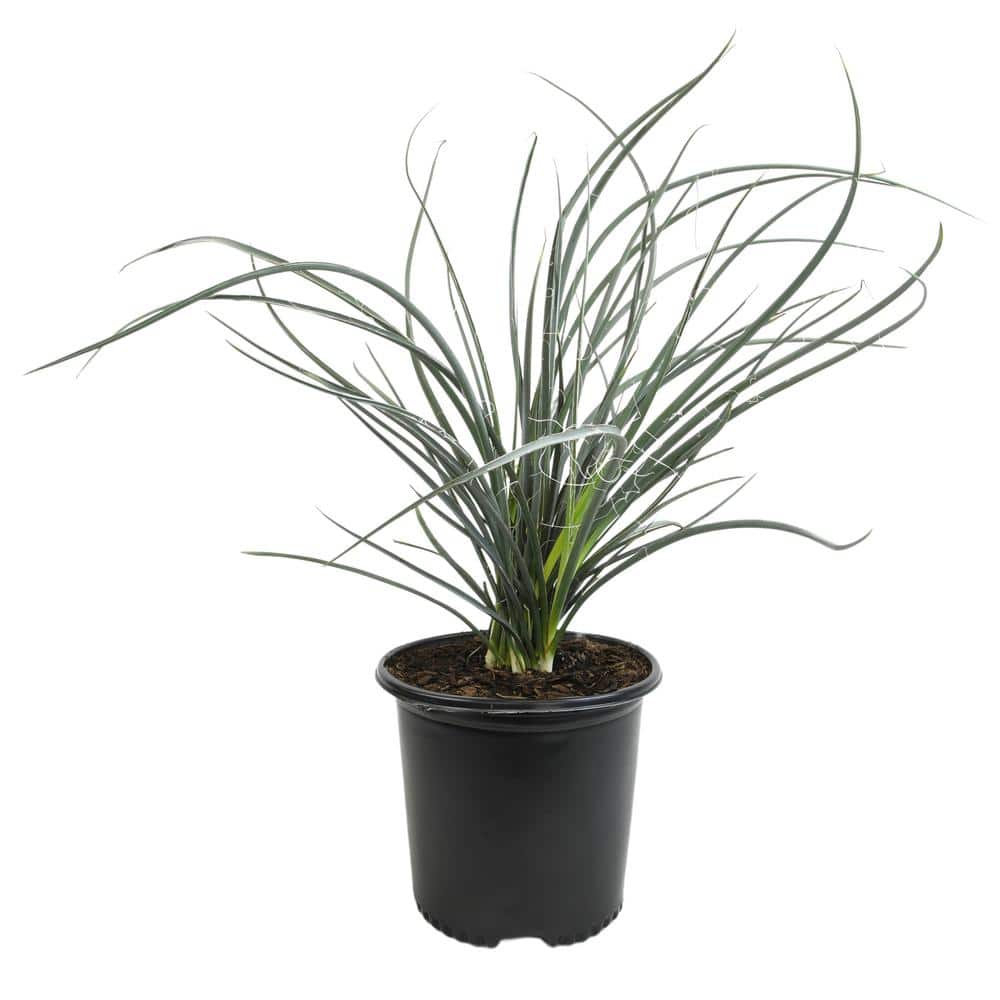 Red Yucca (Hesperaloe Parviflora) Outdoor Plant and Succulent Garden Perennial in 3 Gal. Grower Pot - Hercitys