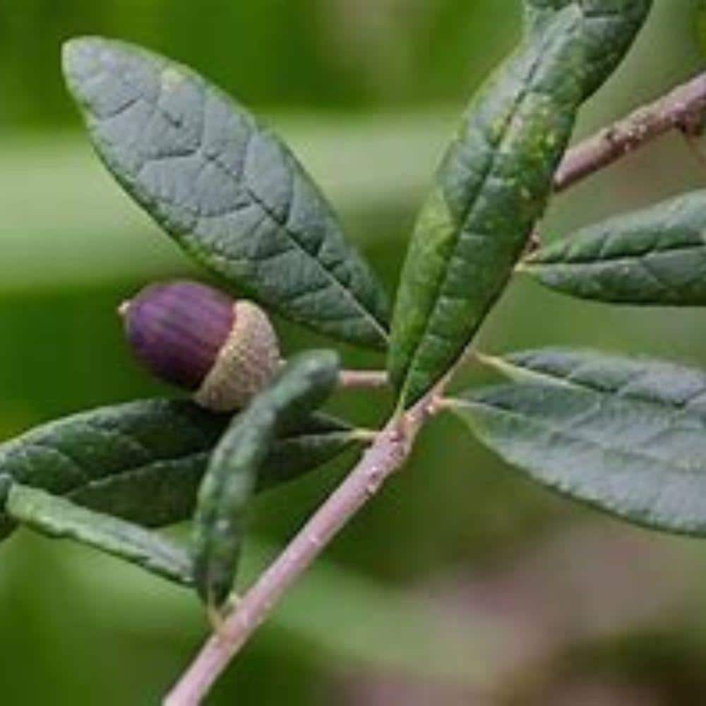 7 Gal. Live Oak Shade Tree - Hercitys