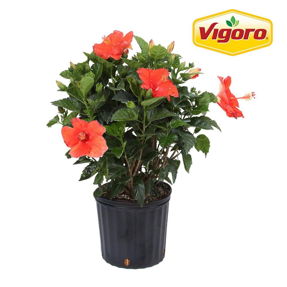 Grower’s Choice Premium Hibiscus Flowering Outdoor Bush Plant in 10 in. Grower Pot, Avg Shipping Height 2-3 ft. Tall - Hercitys