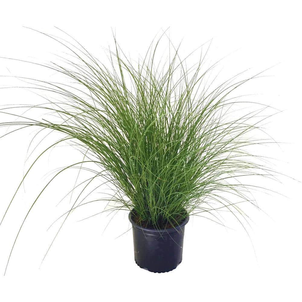 Maiden Grass (Miscanthus Sinensis) Gracillimus - Hercitys