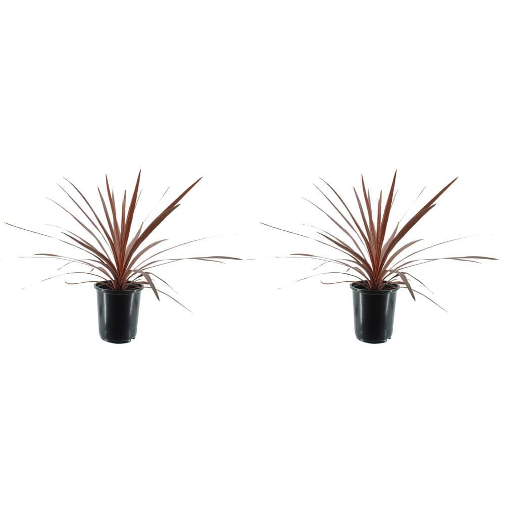 Annual Grass Cordyline australis Red Star 2.5 QT – (2-Pack) - Hercitys