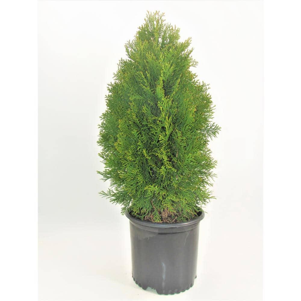 7 Gal. Smaragd Emerald Green Arborvitae (1-Pack) - Hercitys