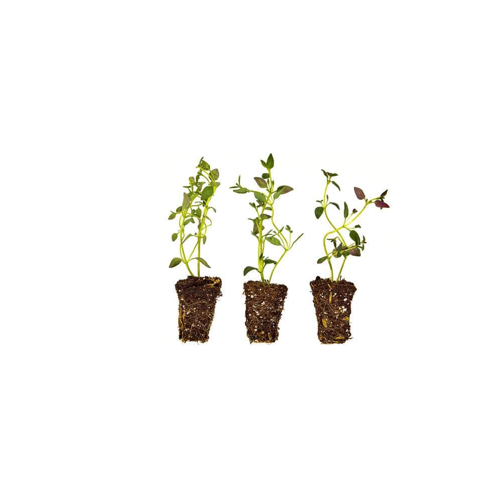 Thyme Plugs, 3 cubic in., Good for Containers, Raised Beds and In-Ground Gardens, Live Plant (3-Pack) - Hercitys
