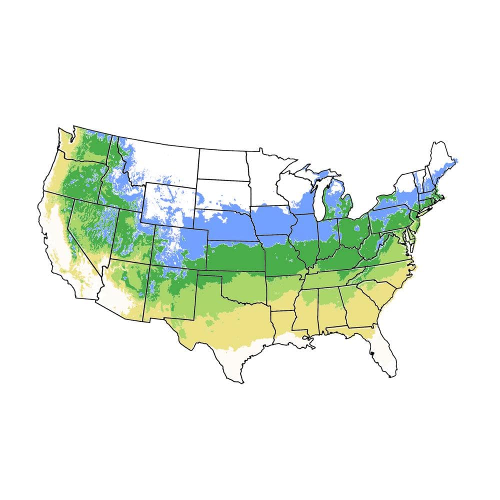 7 gal. Sango Kaku Japanese Maple Tree - Hercitys