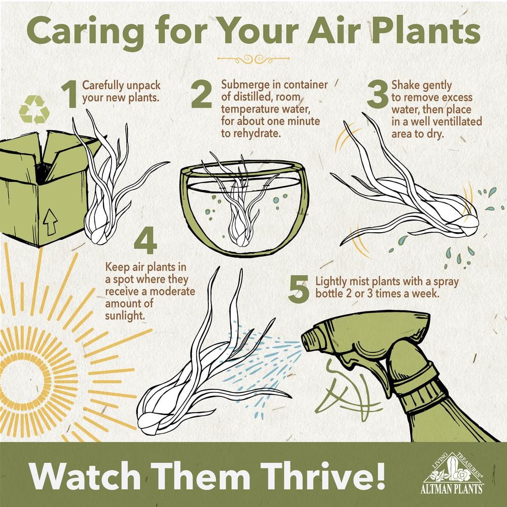 Tillandsia Xerographica – Single Pack - Hercitys