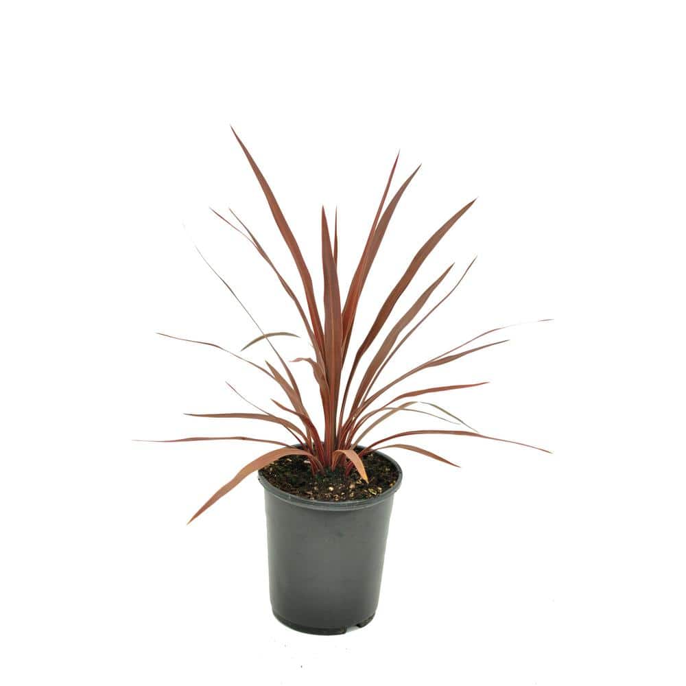 Australis Red Star 2.5 qt. Annual Grass Cordyline - Hercitys
