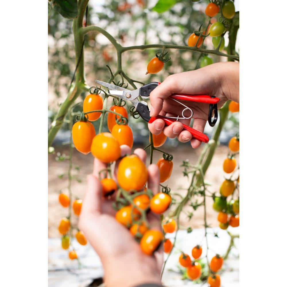 F322 7.5 in. Snip Pruning Shears with Bumpers, High Carbon Steel Blade with Coating, Long Reach Blade - Hercitys