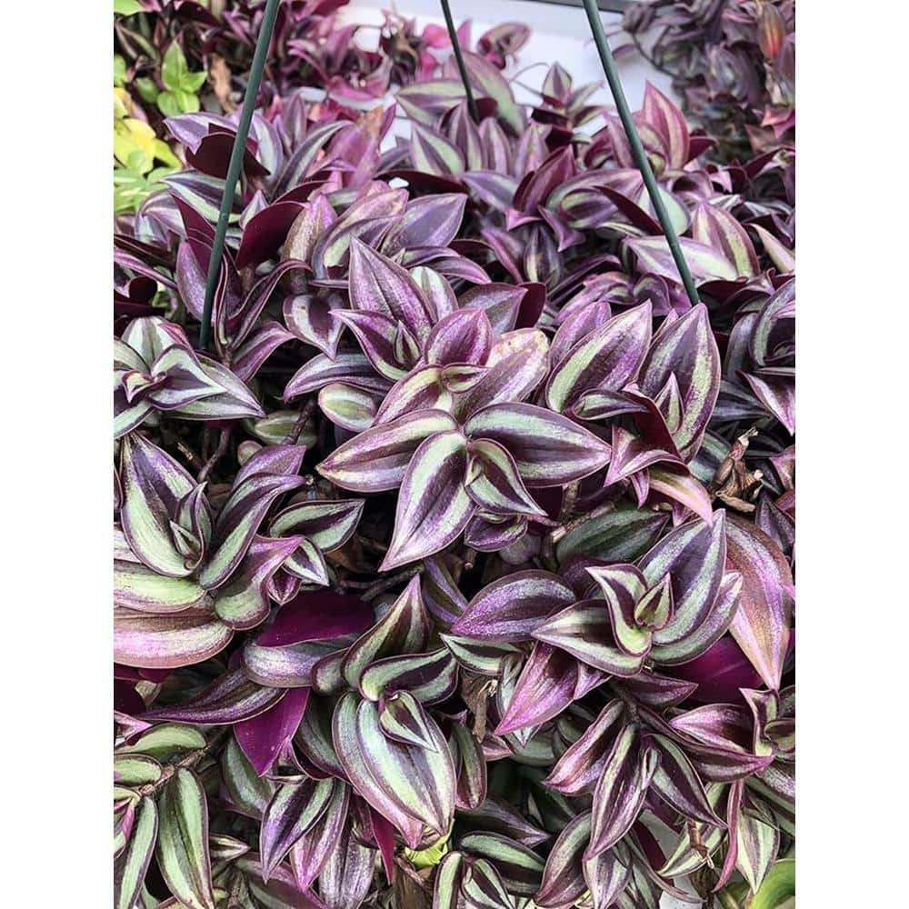 Tradescantia Nanouk Live Plant Flower Baskets, House Plant Decor for Garden and Balcony (1-Pack) - Hercitys