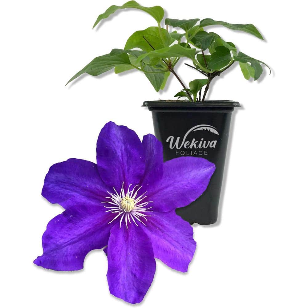 Clematis Duchess of Cornwall-Live Starter Plant in a 2 Inch Growers Pot-Starter Plants Ready for The Gardenn - Hercitys