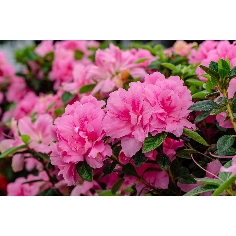 Azalea Encore Autumn Carnation 3 Gal. Azalea Shrub with Ruffled Pink Reblooming Flowers - Hercitys