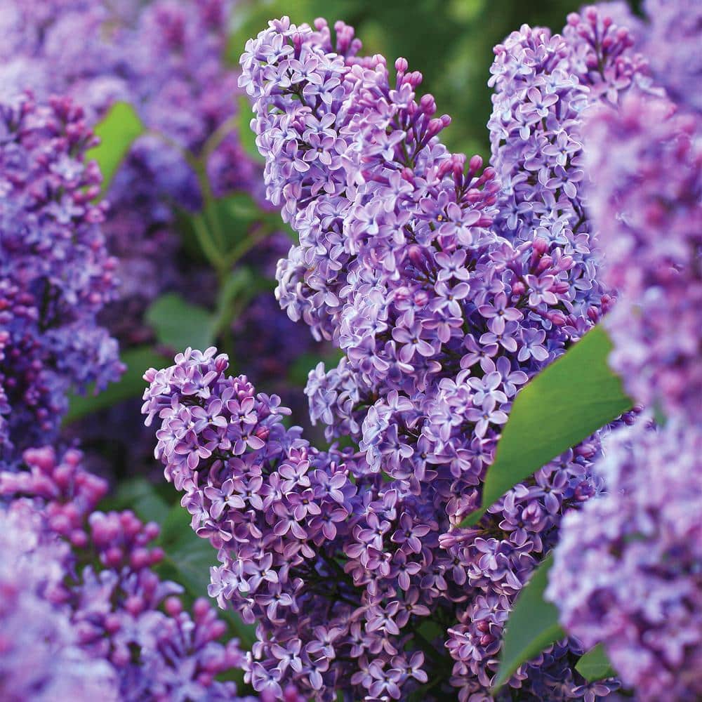 Common Purple Lilac Live Bare Root (Bag of 2) - Hercitys