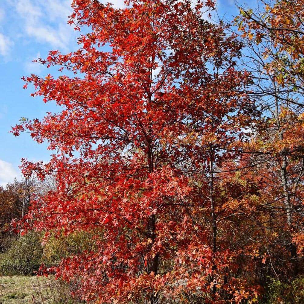 7 Gal. Nuttall Oak Shade Tree - Hercitys