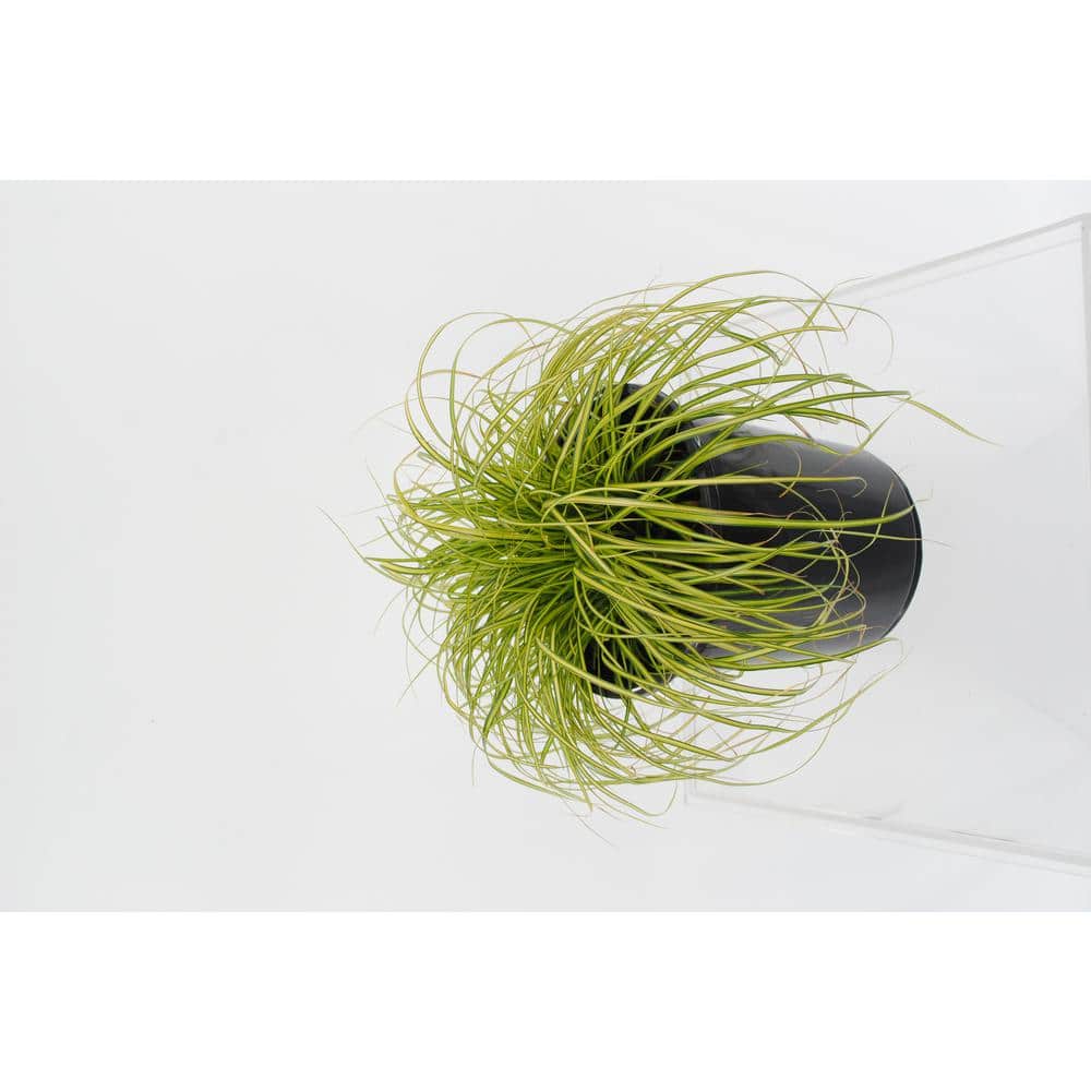 Perennial Grass Carex oshimensis Eversheen 2.5 qt. (4-Pack) - Hercitys