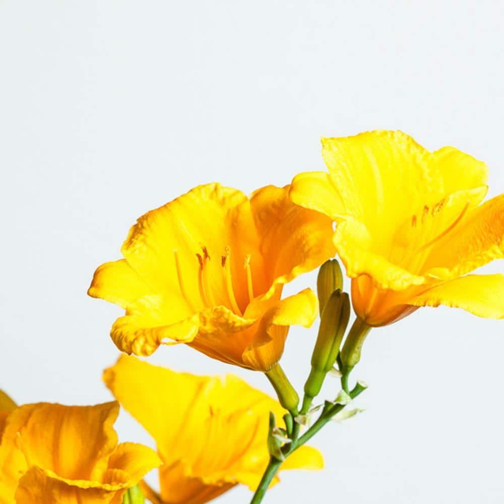 Reblooming Stella D’Oro Daylily Plant in 1 Gal. Grower’s Pot - Hercitys