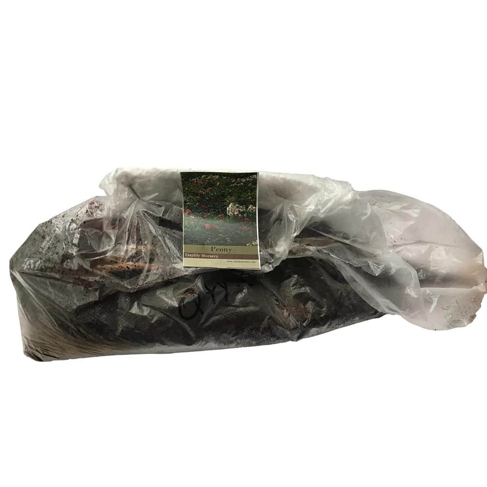 Sarah Bernhardt Peony 1 Bareroot Peony 3-5 Eye - Hercitys
