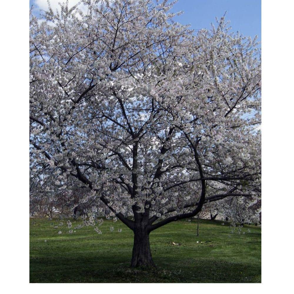 7 Gal. Bing Cherry Tree - Hercitys