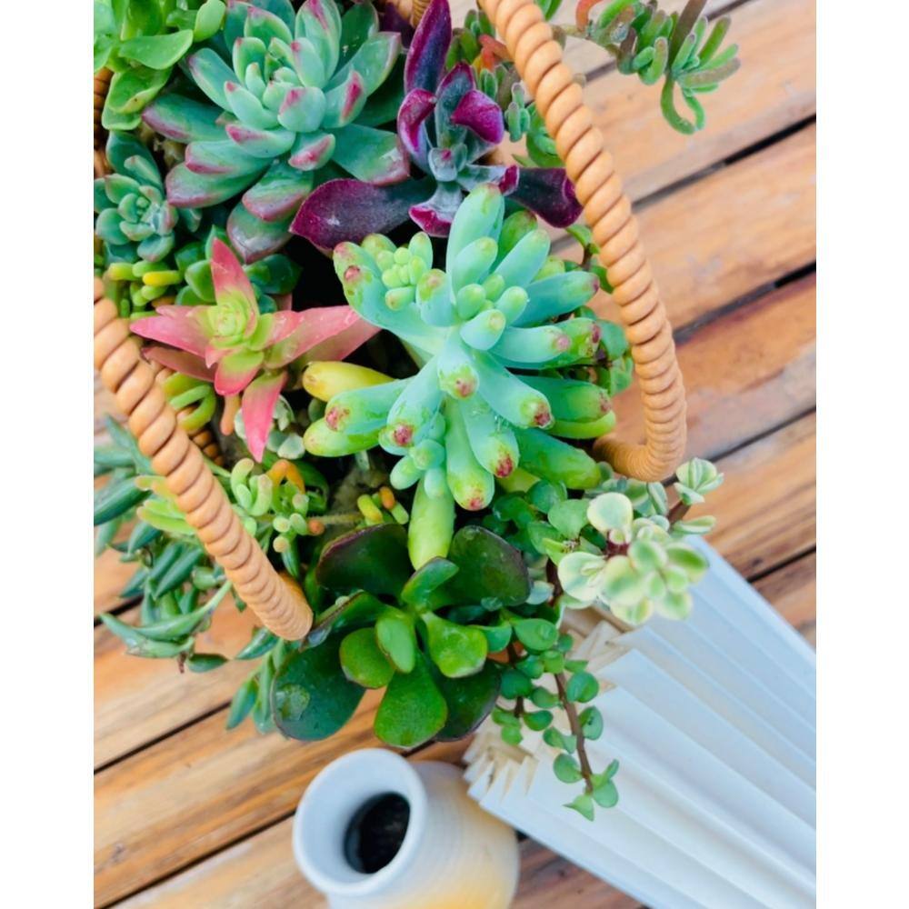 Wicker 7.5 in. x 5 in. Soil-less Succulent Plant Flower Handbag Basket, Beautiful Lightweight Collection of Succulents - Hercitys