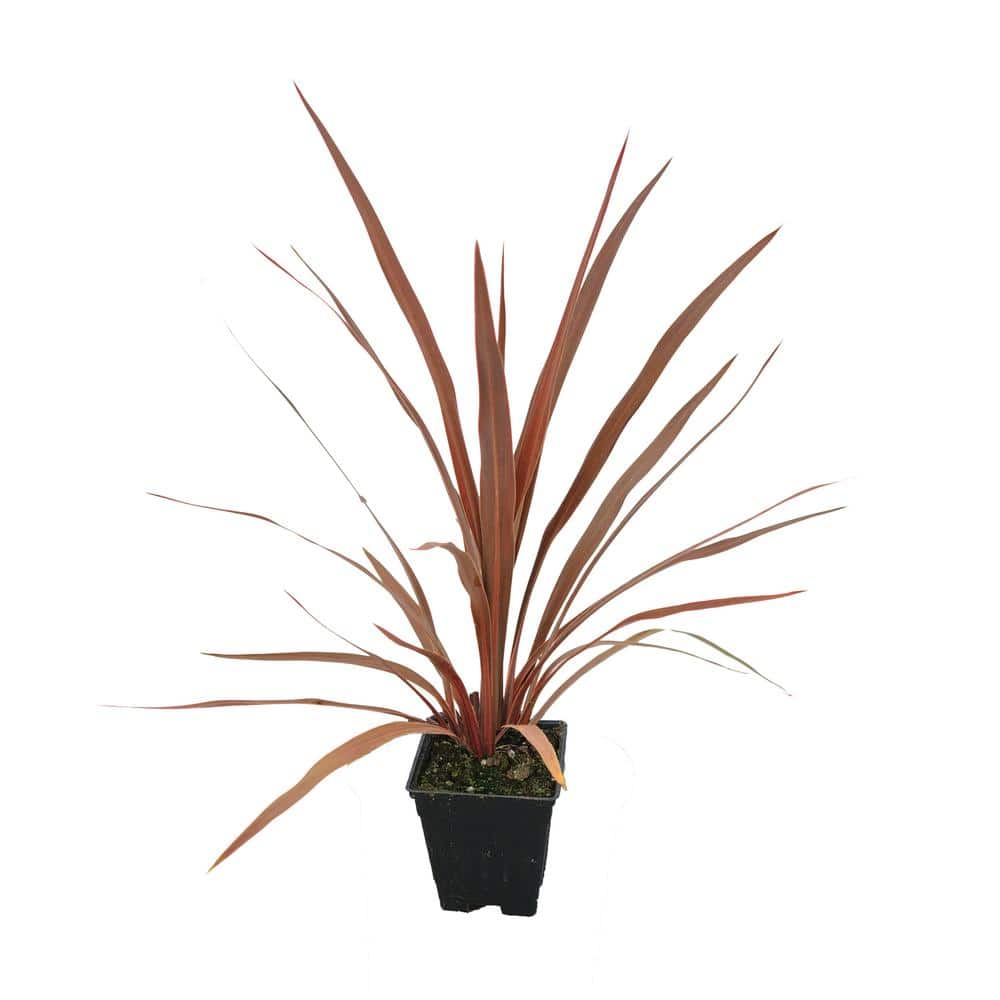 Australis Red Star 1.0 qt. Annual Grass Cordyline - Hercitys