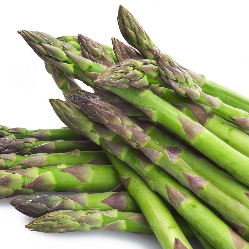 Bareroot Asparagus Mary Washington Perennial Plant (4-Pack) - Hercitys