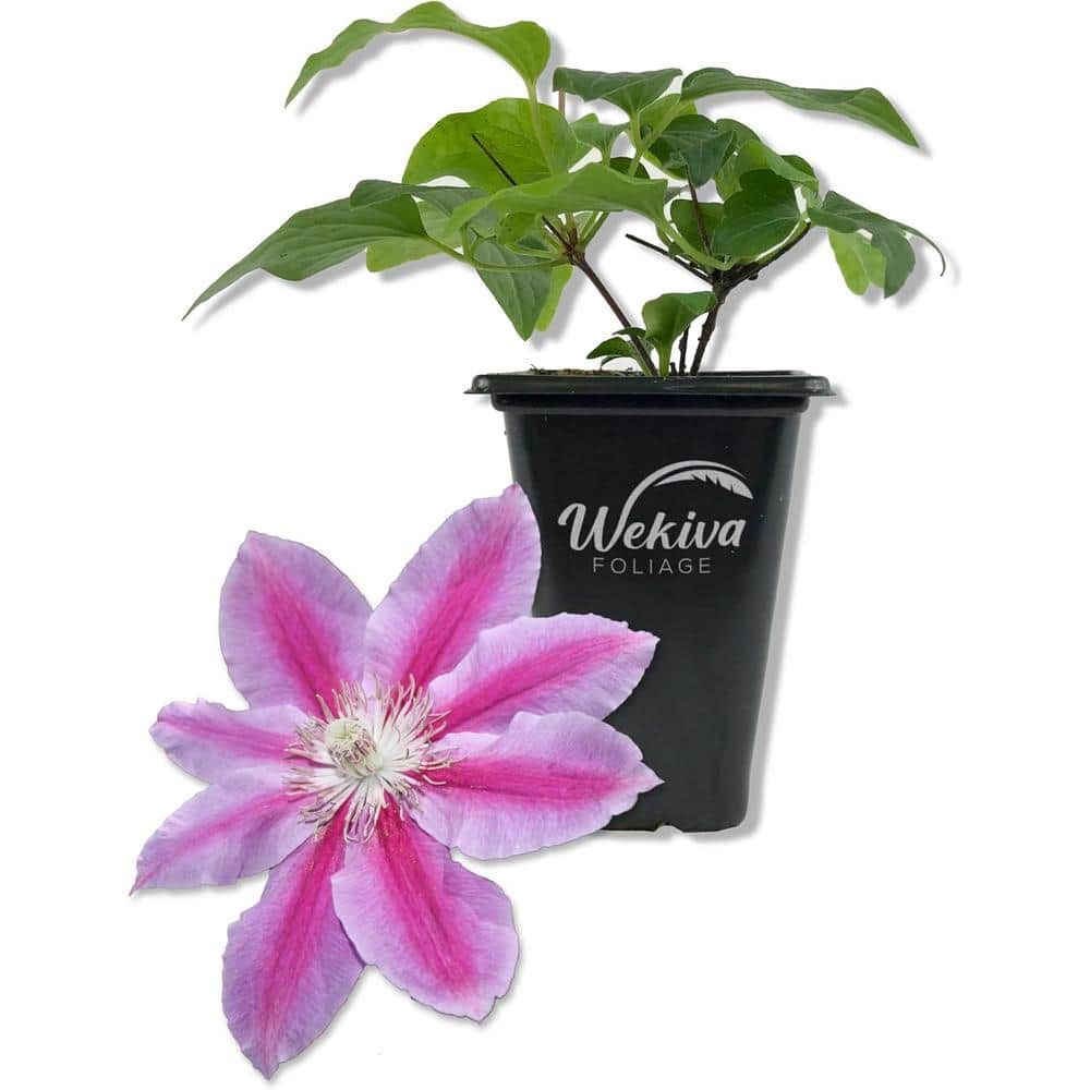 Clematis Dr. Rupple-Live Starter Plant in a 2 Inch Growers Pot-Beautiful Deep Pink Bloom Flowering Vine - Hercitys