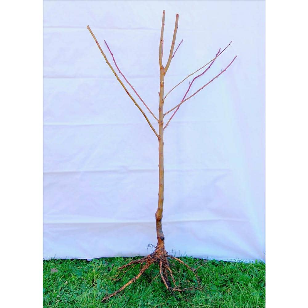 Dwarf Bosc Pear Tree – Sweet and Hardy Cinnamon Brown Pears (Bare-Root, 3 ft. to 4 ft. Tall, 2-Years Old) - Hercitys