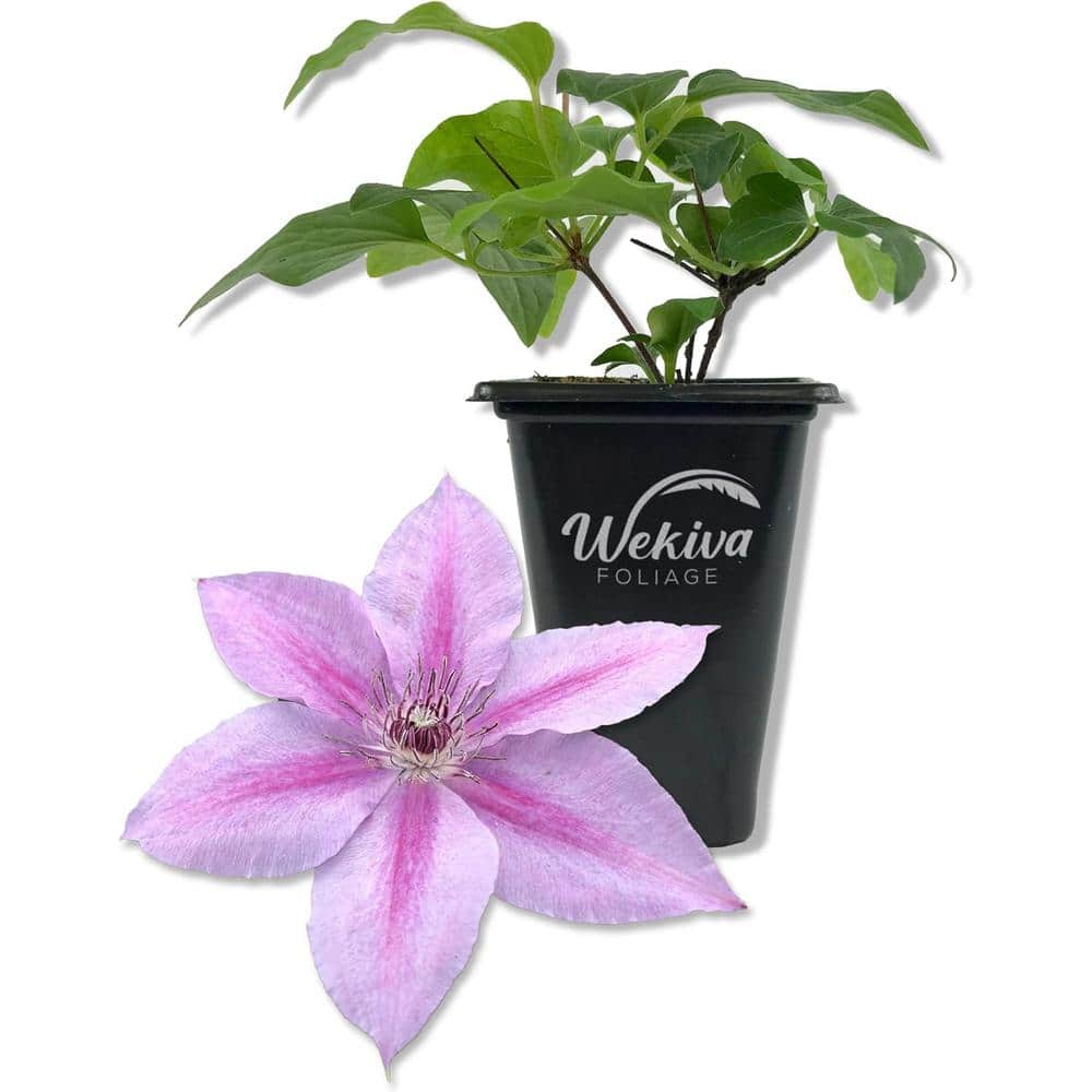 Clematis Rosalie-Live Starter Plant in a 2 Inch Growers Pot-Starter Plants Ready for The Garden - Hercitys