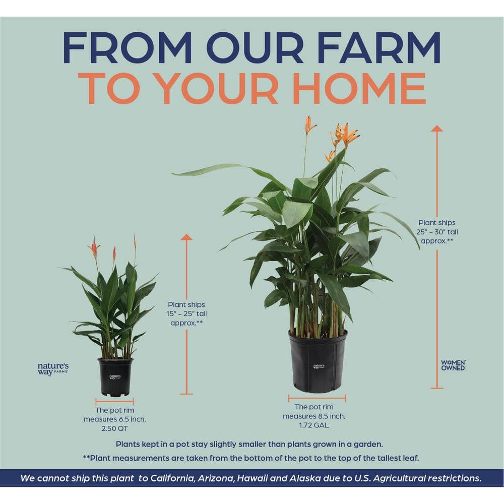 Heliconia Choconiana Live Outdoor Plant in Growers Pot Avg Shipping Height 2 ft. to 3 ft. Tall - Hercitys