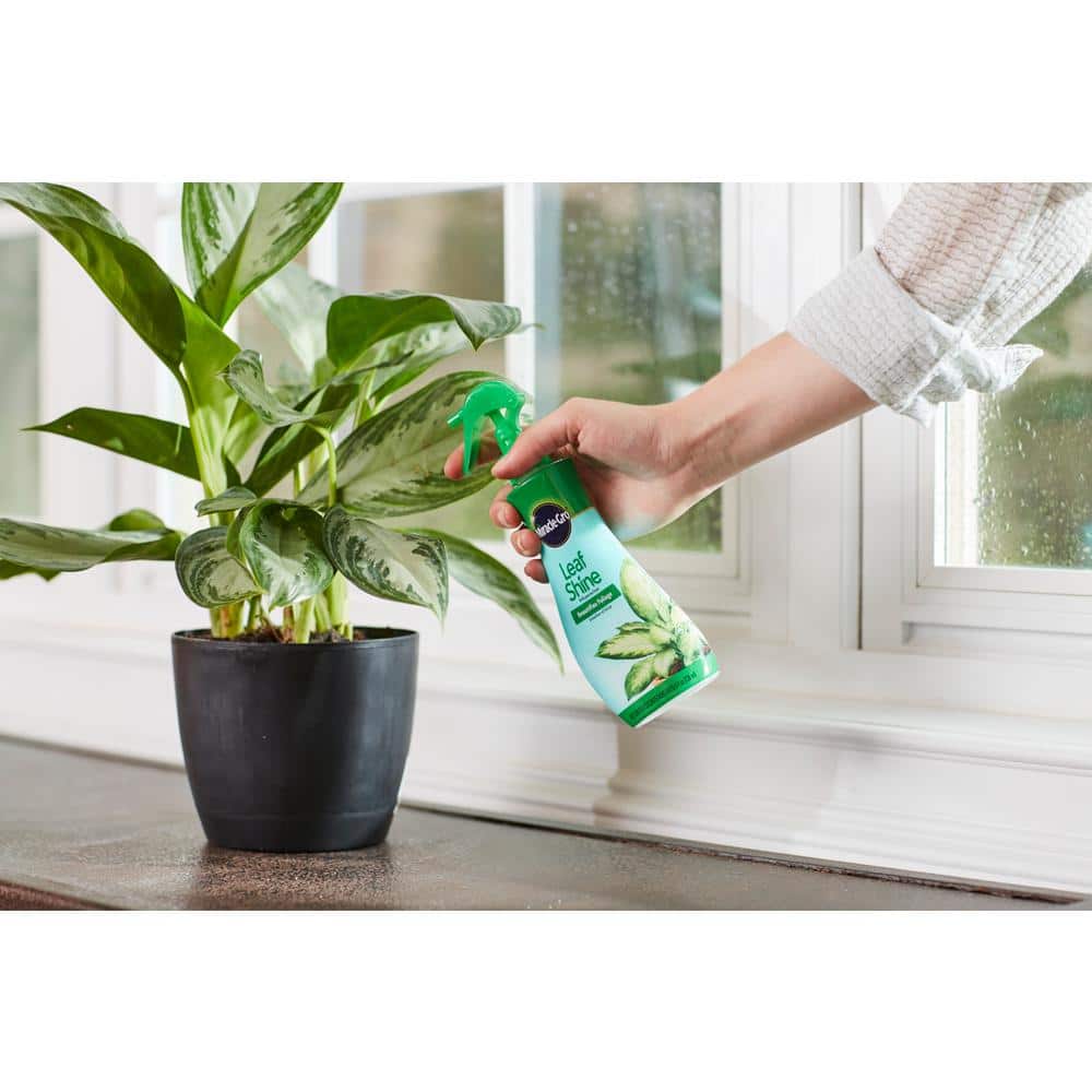 8 fl. oz. Leaf Shine Spray Cleans Hard-Leaved Foliage Plants (2-Pack) - Hercitys
