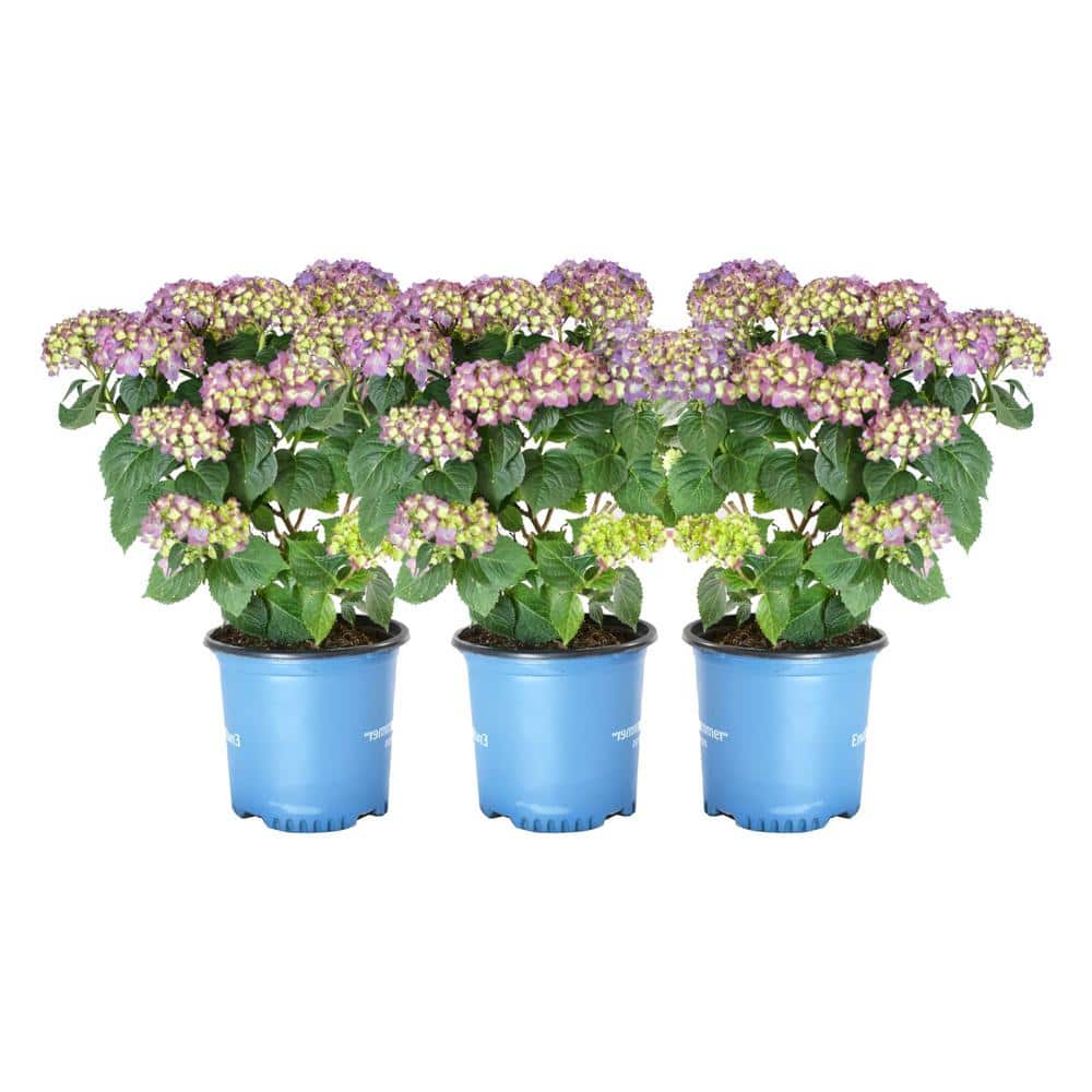 8 in. Container Bloom Struck Violet Hydrangea Plants (3-Pack) - Hercitys