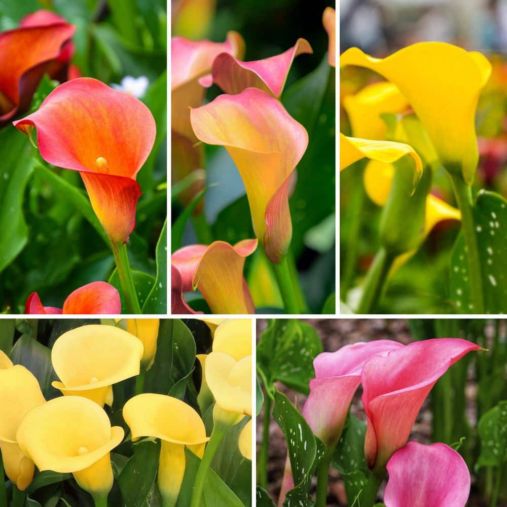 Calla Lily Masterpiece Bulb Collection (5-Pack) - Hercitys