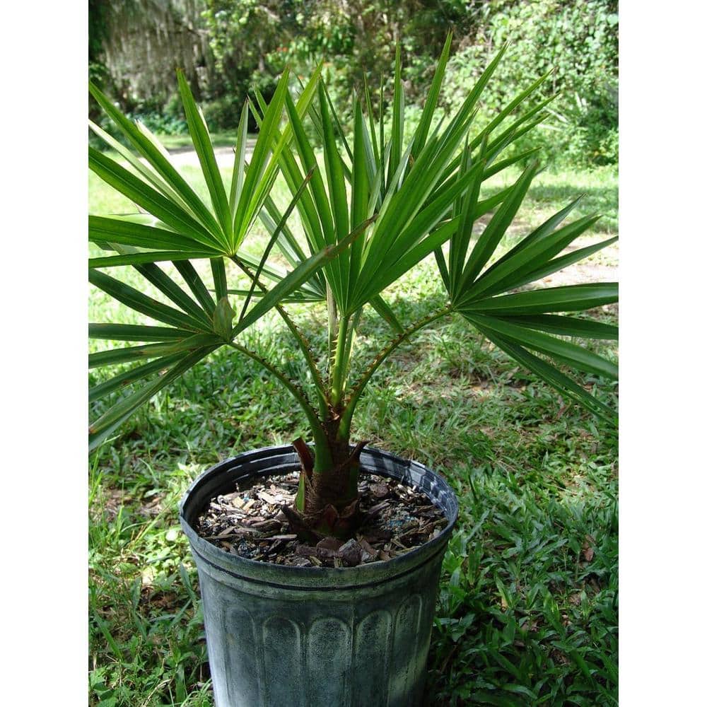 Carnavon Gorge Palm-Live Plant in a 10 in. Growers Pot-Livistona Nitida-Rare Ornamental Palm Tree of Florida - Hercitys
