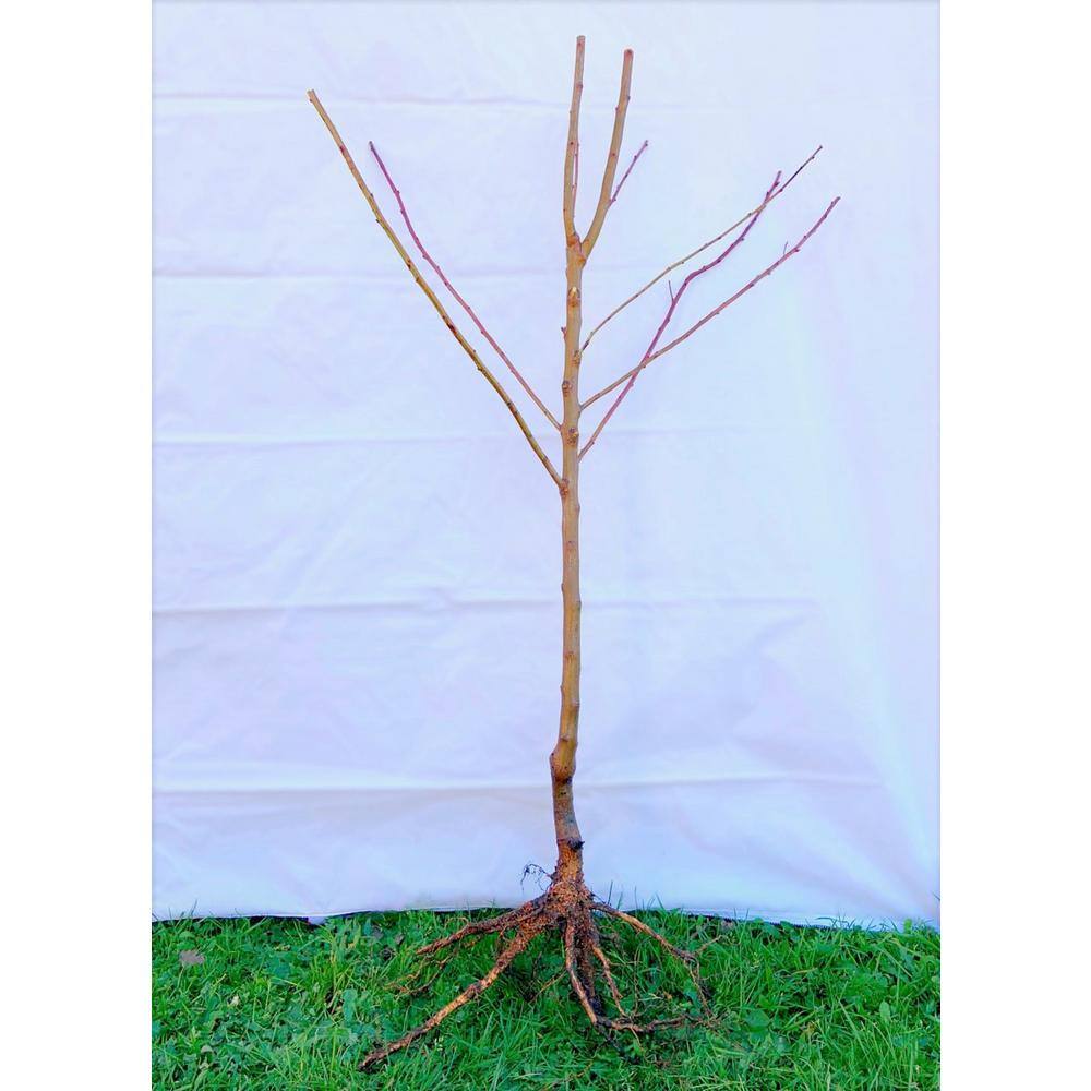 Snow Queen White Nectarine Tree (Bare-Root, 3 ft. to 4 ft. Tall, 2-Years Old) - Hercitys