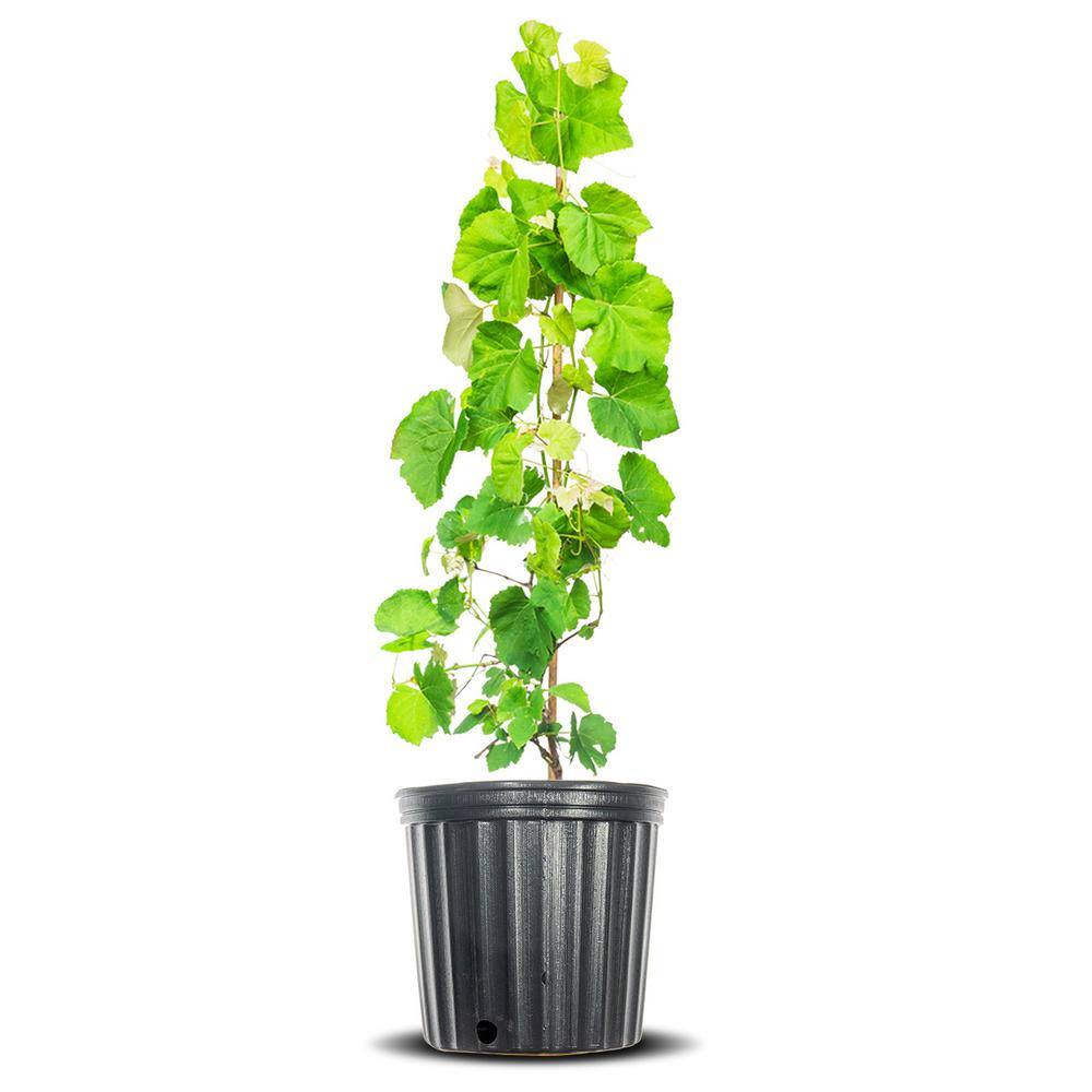 Mars Grape Vine Plant in 3 Gal. Grower’s Pot, Delicious Dark Purple Fruit - Hercitys