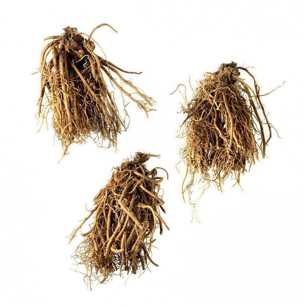 Bare Root Hosta Wide Brim (3-Pack) - Hercitys