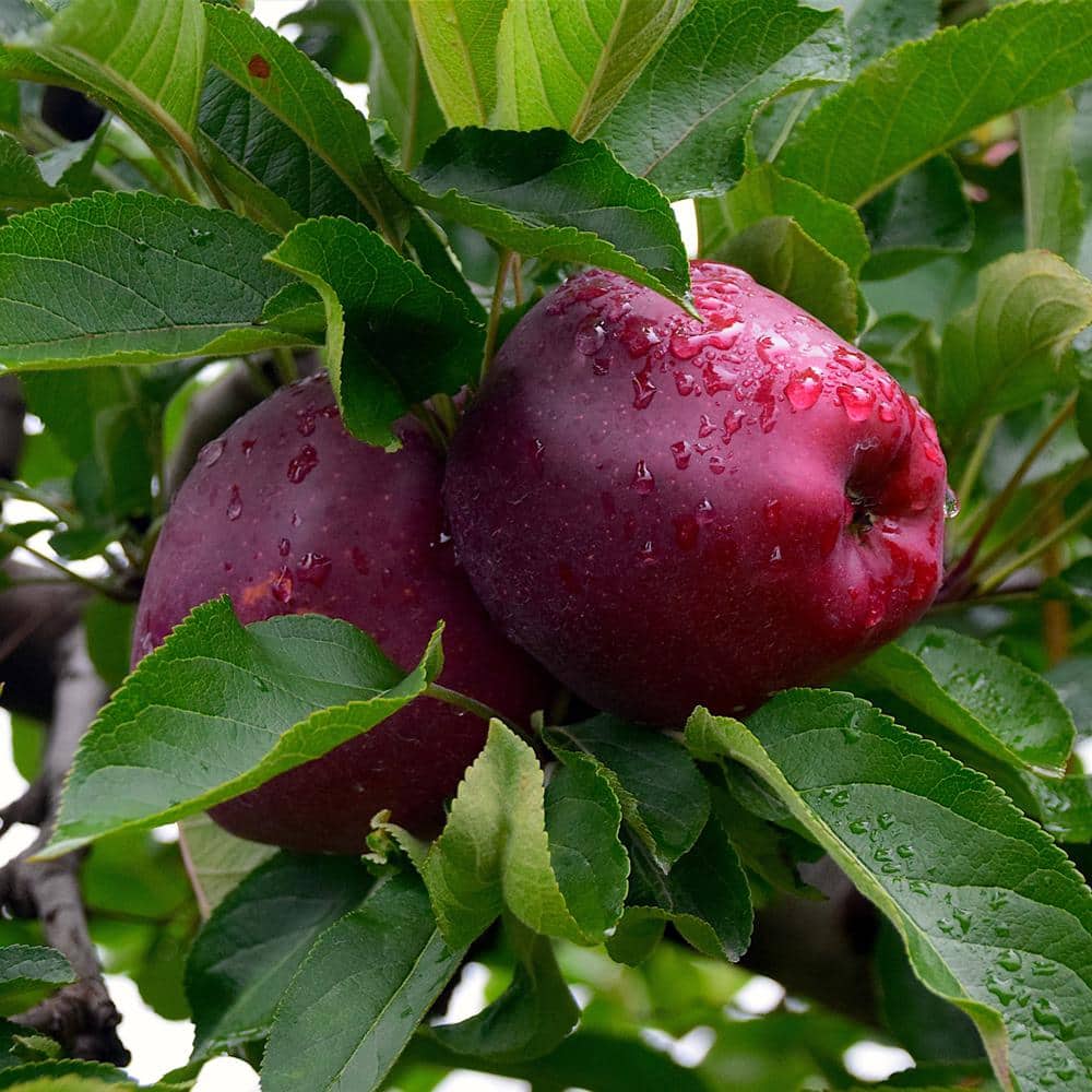 Red Delicious Apple High Chill Fruit Tree - Hercitys
