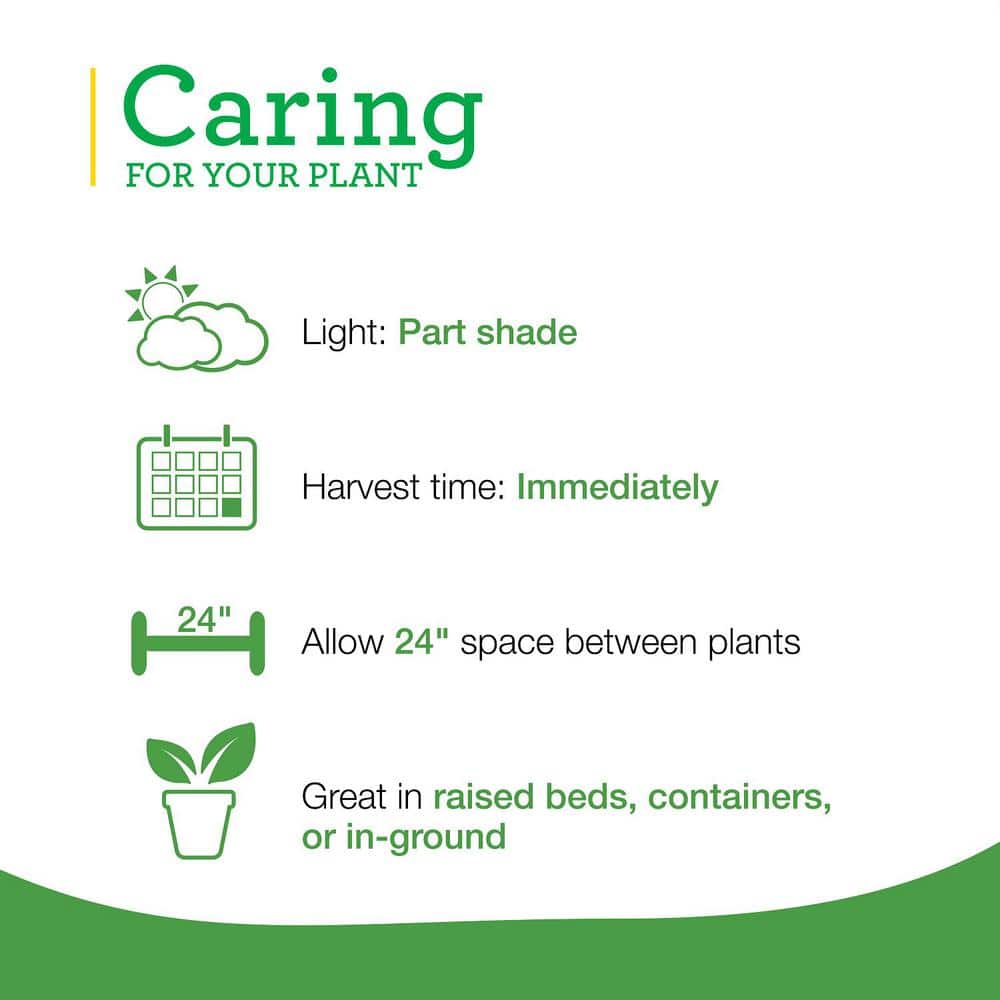 Sweet Mint Plug, 3 cu. in., Live Plants (3-Pack) - Hercitys