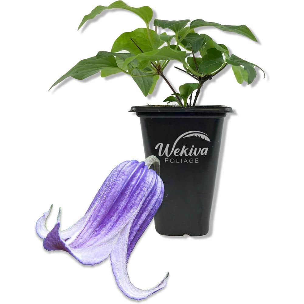 Clematis Roguchi-Live Starter Plant in a 2 Inch Growers Pot-Starter Plants Ready for The Garden - Hercitys