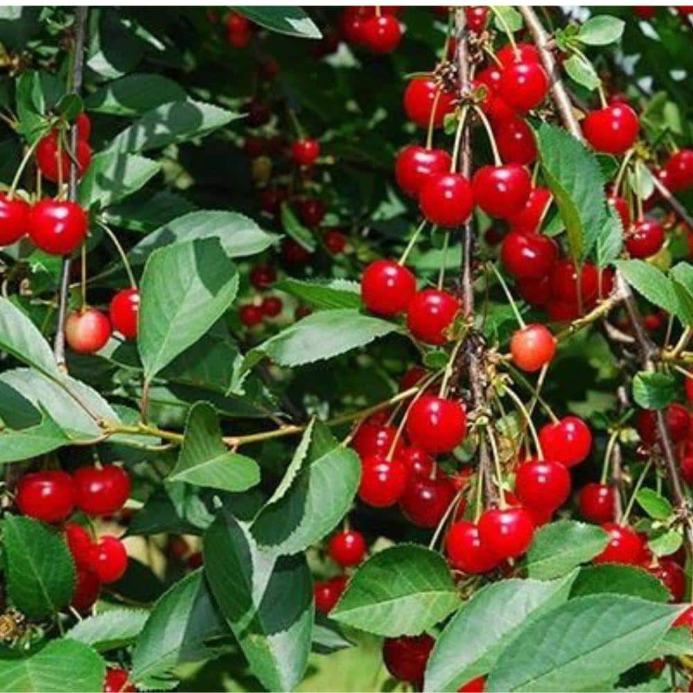 7 Gal. Lapins Cherry Tree - Hercitys