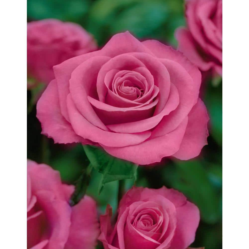Rose Curly Pink with Pink Blooms (2-Bareroot) - Hercitys